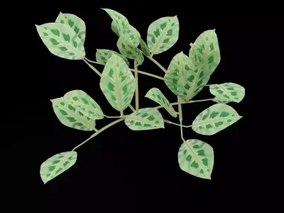 Maranta Prayer Plant Low-poly 3D model
