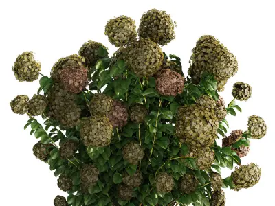 Green Hydrangea Bushes For Garden Landscaping 1187 3D model