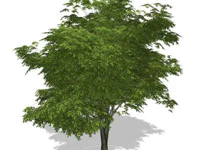 Tree - 00003 Low-poly 3D model