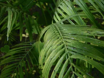 Tropical Forest Low-poly 3D model