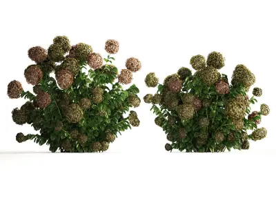 Green Hydrangea Bushes For Garden Landscaping 1187 3D model