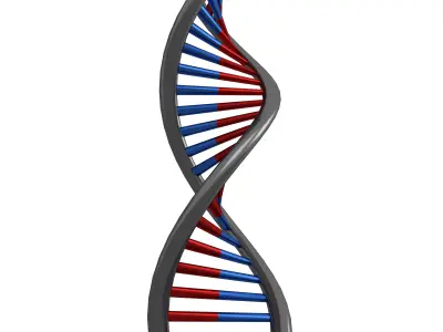 DNA Molecule v1 008 Low-poly 3D model