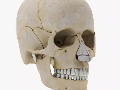 Human Skull Anatomy 3D model
