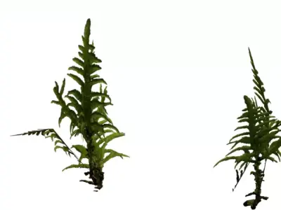 Realistic Moss Tuft  Ground Foliage 3D Model Pack  Low-poly 3D model