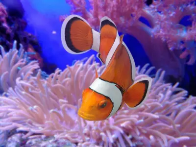  Clownfish (Animated) 