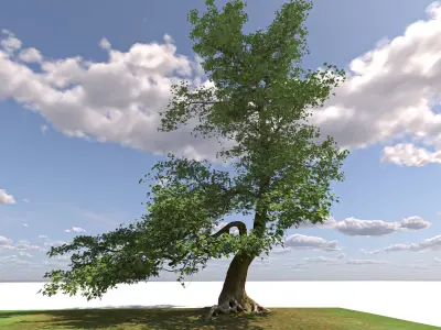 San Benedetto plane tree 3D model
