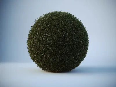 Buxus Sempervirens - Boxwood 3D model