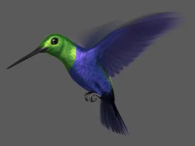  Green-Crowned Woodnymph Hummingbird (Animated) 