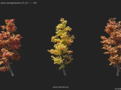 Maxtree Plant Models Vol 17 Low - Mesh 3D model