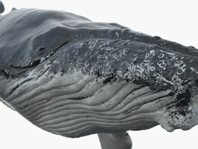  Humpback WhaleRigged 3D 