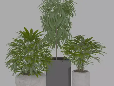 Plantera 3D model