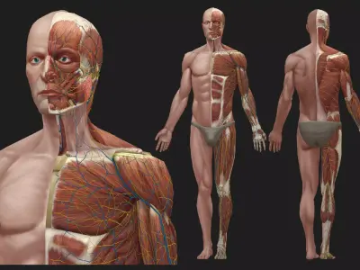 Hand Painted Anatomy model Low-poly 3D model