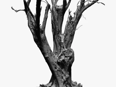 Olive Tree 10 RAW 3D Scan 1x16k Texture OBJ  3D model