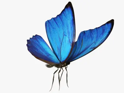  Blue Morpho Butterfly 