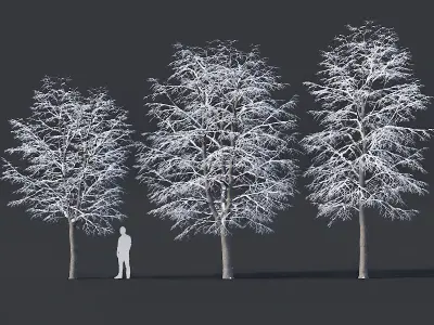 Tilia europaea Nr 6 H7-9m Three winter tree set 3D model