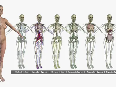 African American and Caucasian Female Anatomy 3D model