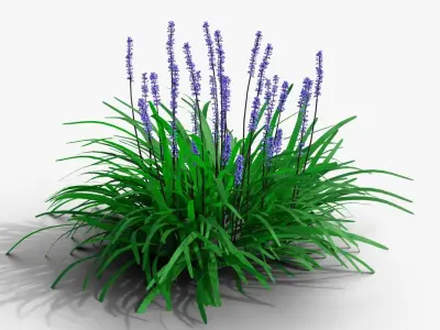 Liriope muscari 3D model