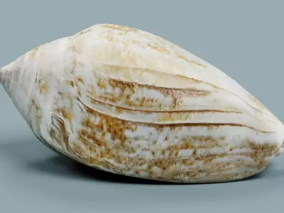 Shell V4 - Realistic Spiral Seashell 3D model