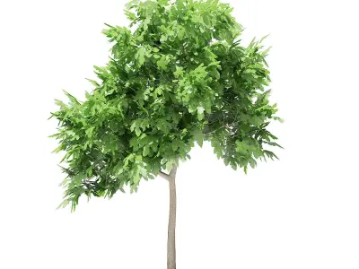 Common Fig Tree 3D model