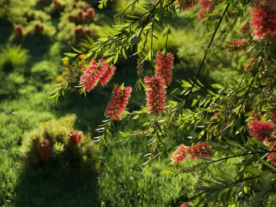  Australian Plant Collection Include GrowFX and Mesh file 