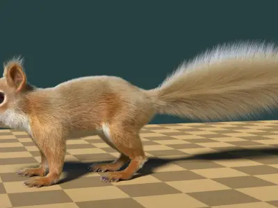  Squirrel 