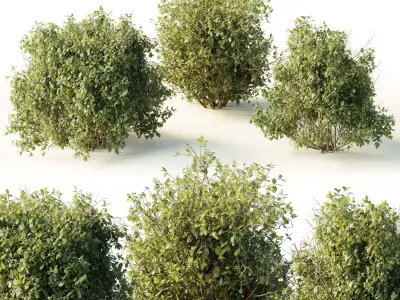 Collection mixed plants bush shrubs set 04 Low-poly 3D model