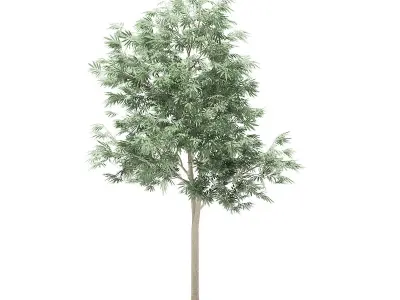 Olive Tree 3D model