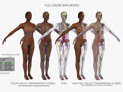 African American Male Female Complete Anatomy 3D model