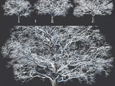 Common oak winter Nr5 H16-19m Three tree set 3D model