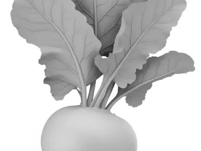 Ultra-Realistic Beetroot 3D Model Red Root with Green Leaves Low-poly 3D model