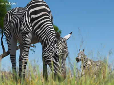  Zebra of Serengeti Eating 