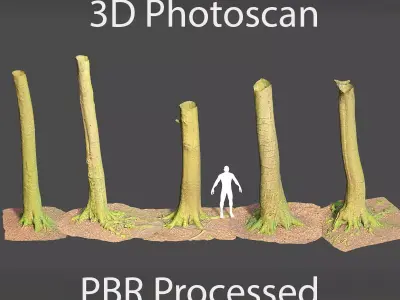 PBR 8x Beech Tree Trunk Real Scan Roots Collection Low-poly 3D model