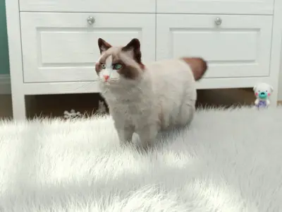  Ragdoll Cat Fur for Maya 
