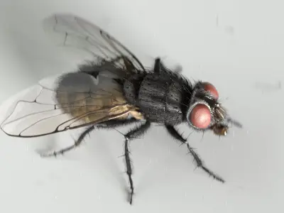  housefly 