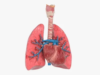  Trachea Lungs Cross Section Heart 