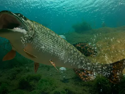  Rigged Fishes Collection 5 for Cinema 4D 