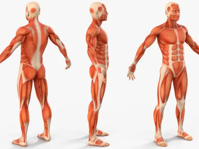  Male Muscular System Anatomy Rigged for Cinema 4D 