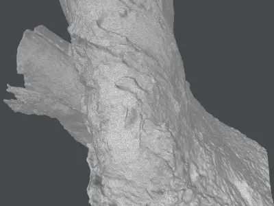 Tree trunk detail 3D model