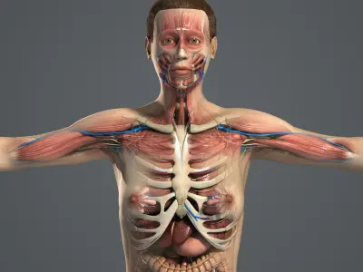  C4D Male and Female Anatomy V07 