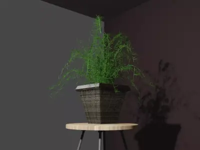 Indoor plant asparagus fern Low-poly 3D model