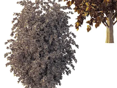 beautiful tree02 Free 3D model