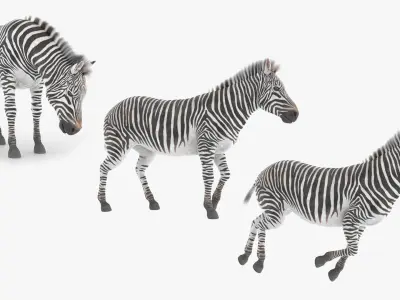  Zebra Wildlife Animal Animated Fur Rigged For Blender Collection 