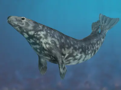  Grey Seal Animated 