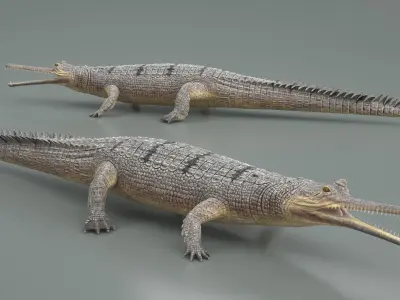  Long Snouted Gharial Crocodile 