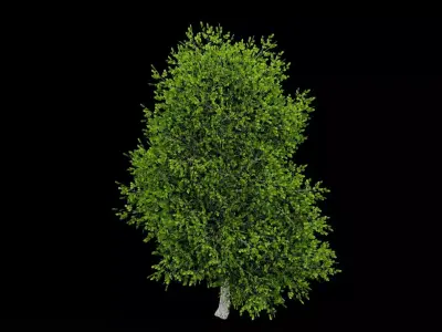 Realistic Tree Low-poly 3D model