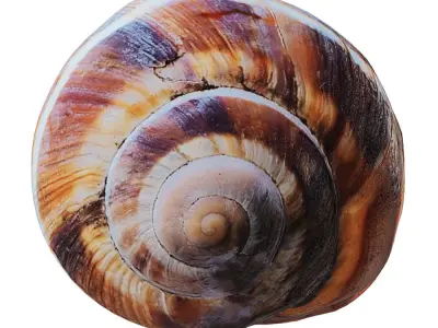 Empty Shell Snail 3D model