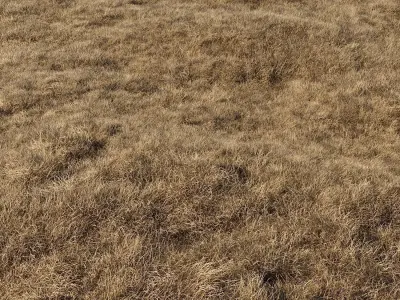 dried grass 3D model