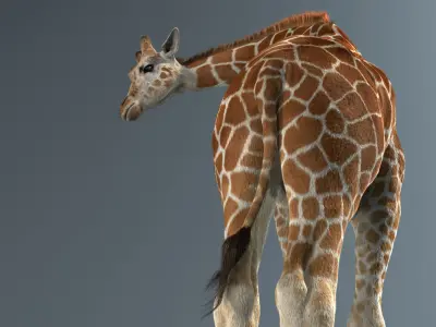  Giraffe Fur Animated 