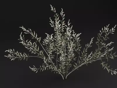 Gossypium Thurberi Plant 3D model