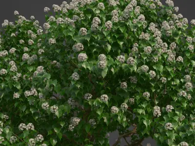 2021 PBR River Wild Pear Collection - Dombeya Kirkii 3D model